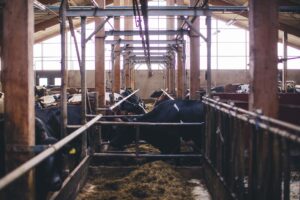 Kor som äter från ett foderbord belagt med Poly-AC.